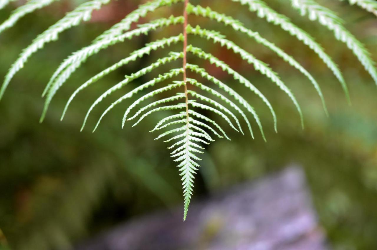 Rainforest Deluxe Franz Josef Eksteriør bilde