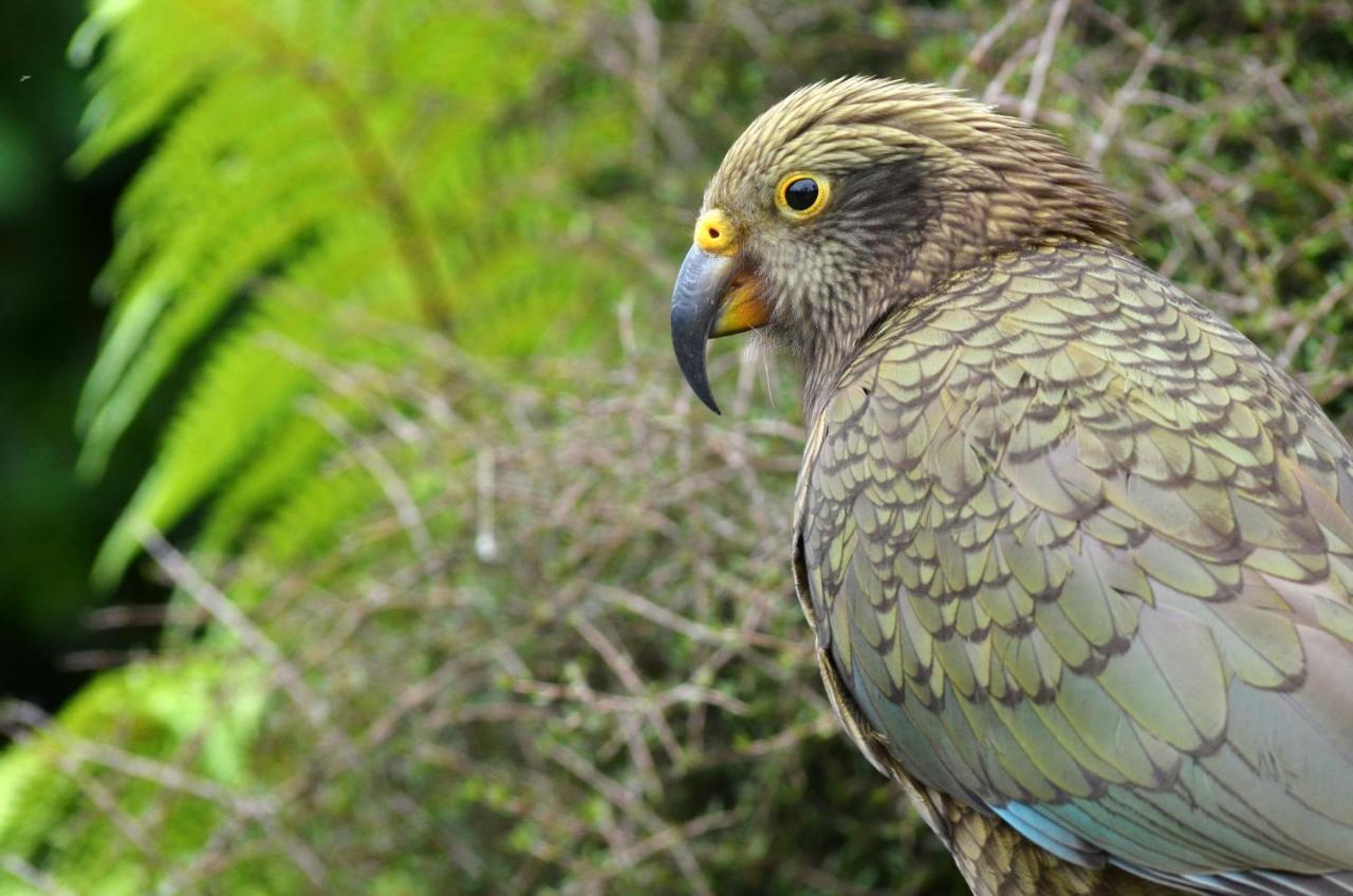 Rainforest Deluxe Franz Josef Eksteriør bilde