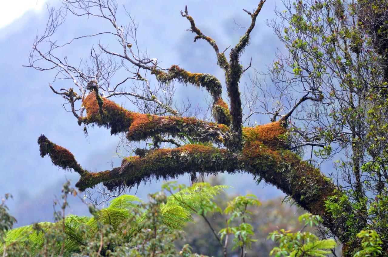 Rainforest Deluxe Franz Josef Eksteriør bilde